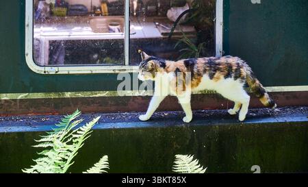 Cat walking on the running board of canal narrow boat on the Rochdale canal at hebden Bridge,UK Stock Photo