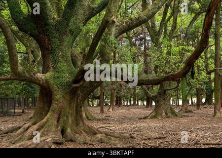 old trees covered with green moss at Nara Park, Japan Stock Photo