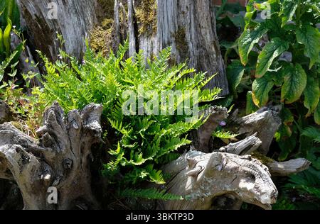 green fern plant in old weathered tree trunk, holkham hall walled garden, north norfolk, england Stock Photo