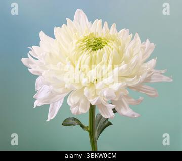 Close up of a solitary white Chrysanthemum flower, photographed against a plain, pale green, background Stock Photo