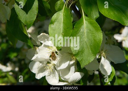 Blooming appple tree close-up with hoverfly on flower in spring or summer. Gardening, insect species and pollination. Season changing concept Stock Photo