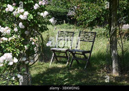Rose garden Stock Photo