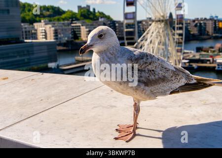Seagull in Oslo harbour, Norway Stock Photo