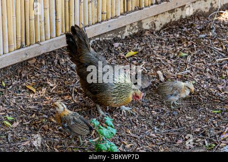 Hen and chicks pecking for food Stock Photo