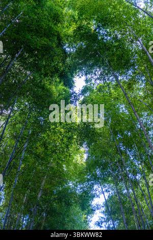 Looking up through a dense bamboo forest canopy. Stock Photo