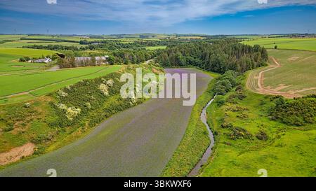 Phacelia tanacetifolia small valley with blue or purple Tansy flower field in Aberdeenshire Scotland often used as cover crop or green manure Stock Photo