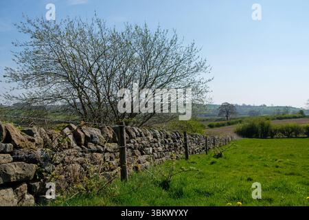 Sunlit spring landscape: Dry stone wall & barbed wire fence line a green field with a tree against a blue sky. Stock Photo