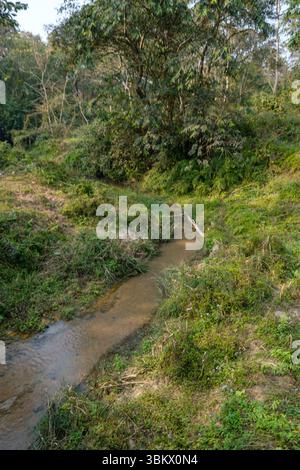 A small stream flows through a green forest clearing. Stock Photo