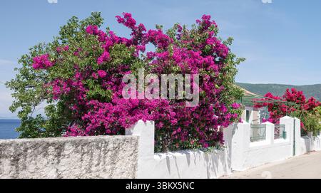 Flora of Kefalonia, Greece, Bougainvillea in springtime Stock Photo