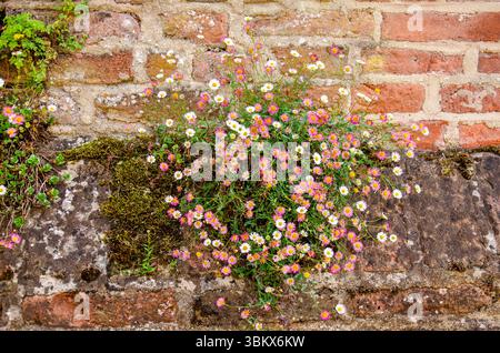Purple and white daisies growing on the city wall of Wijk bij Duurstede, The Netherlands Stock Photo