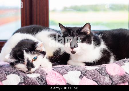 There are two beautifully distinct black and white cats peacefully laying on a cozy pink and gray blanket, enjoying their comfort Stock Photo