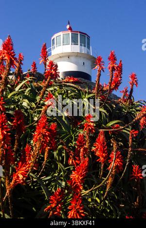 The Lighthouse at Cape point, on the Cape Peninsula, with the beautiful vibrant colored red flowers of a Kranz Aloe in the foreground against a bright Stock Photo