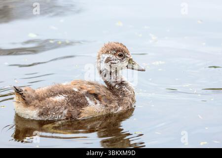 Young Egyptian goose chick (Alopochen aegyptiaca) floating on the surface of calm water in South Holland, Netherlands, in spring 2025 Stock Photo