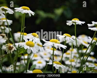 Close-up of feverfew flowers with stems and leaves, blooming in the middle of a green summer meadow. Stock Photo