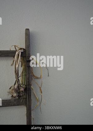 Garlic bulbs hanging to dry on a wooden ladder against a plain wall, rustic storage in natural home setting. Stock Photo