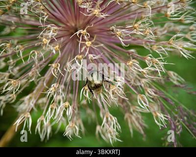 Close-up of golden beetle on dried allium hollandicum flower head, capturing autumn textures and botanical detail. Stock Photo