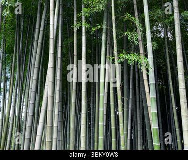 Close-up view of vertical bamboo trunks in dense forest, natural light, no people, perfect for eco, botanical, and zen-themed designs. Stock Photo