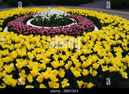 An arrangement of tulips in concentric circles. In the center circle are white tulips, followed by a ring of red tulips with white borders, and finall Stock Photo