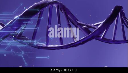 Displaying dark purple DNA double helix spanning space, with light blue circuit overlays Stock Photo