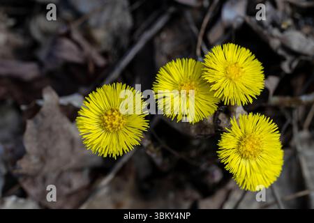Coltsfoot, Tussilago farfara, perennial, herbaceous, plant, growing in backyard garden in Brownsburg-Chatham, Quebec, Canada, yellow flowers. Stock Photo