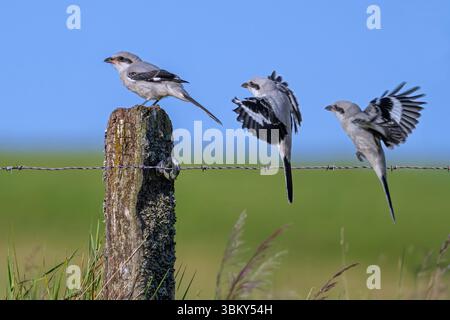 Great grey shrike (Lanius excubitor) juvenile. Sequence of bird landing on wooden fence post with barbed wire along meadow late spring / early summer Stock Photo