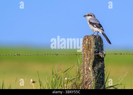 Great grey shrike (Lanius excubitor) juvenile perched on weathered wooden fence post with barbed wire along meadow in late spring / early summer Stock Photo