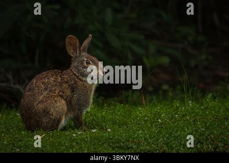 A wild brown rabbit (Eastern cottontail) is seen feeding on lush green grass in a natural forest setting. Stock Photo
