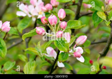 Crab Apple (malus sylvestris), close up showing the pink flower buds of a small tree in the spring. Stock Photo