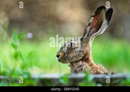 Wild Brown Hare Sitting in Meadow. Lepus europaeus. Hidden in the grass. Stock Photo