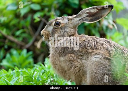 Wild Brown Hare Sitting in Meadow. Lepus europaeus. Hidden in the grass. Stock Photo