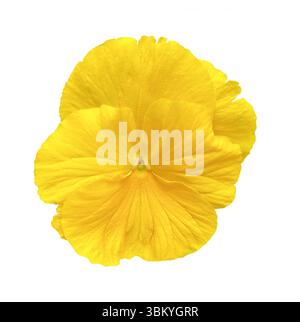 Yellow pansy Flower isolated on white background with clipping path. Floral design element for cards, invitations, posters. Stock Photo
