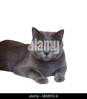 Chartreux breed gray shorthair cat with orange eyes lying down isolated cutout on white background Stock Photo