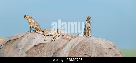 Africa, Tanzania, Serengeti National Park. Cheetahs atop rock. Stock Photo