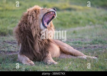 Africa, Tanzania, Serengeti National Park. Male lion yawning. Stock Photo