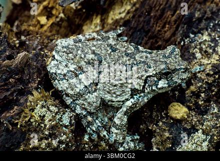 Grey Treefrog Stock Photo