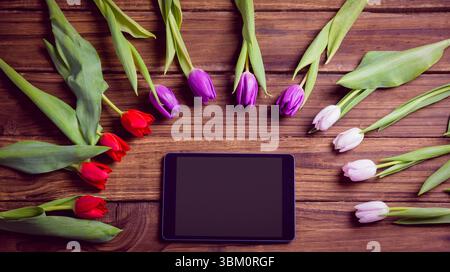 Flat-lay design is featuring tablet blank screen while tulips are fanning over wooden table Stock Photo