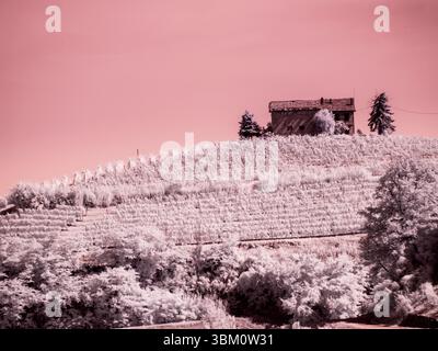 Italy, Pedemonte, Langhe, Barolo. Vineyards. Stock Photo