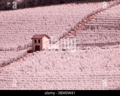 Italy, Pedemonte, Langhe, Barolo. Vineyards. Stock Photo
