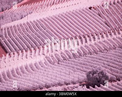 Italy, Pedemonte, Langhe, Barolo. Vineyards. Stock Photo