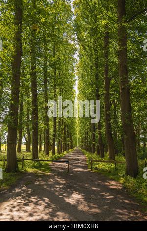 Avenue lined with linden trees, Leer, East Frisia, Lower Saxony, Germany Stock Photo