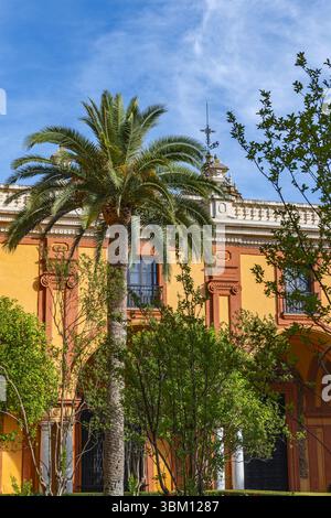 Casco Antiguo, Seville, Seville Province, Andalusia, Spain. Palm tree in front of an old Spanish building. Stock Photo