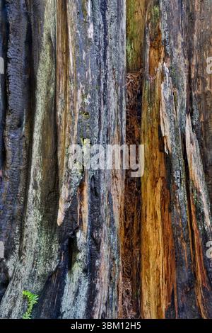 USA, California. Del Norte Redwoods State Park Redwoods with burnt tree trunk Stock Photo