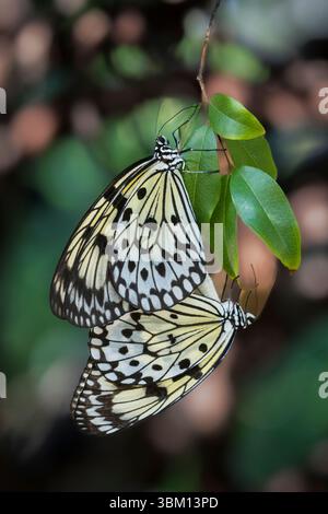 These mating large tree nymphs, also known as the paper kite butterfly and rice paper butterfly, are native to Southeast Asia. Stock Photo