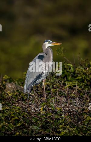 A great blue heron stands above its nest built in the top of a pond apple tree growing out of a swamp. Stock Photo