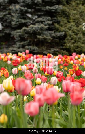 Colorful tulips in bloom in spring in Finland. Different colors of tulips are blooming, some trees in background. Many shades of red and yellow. Stock Photo
