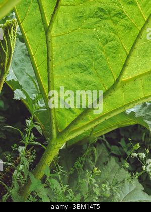 The underside of a giant Gunnera leaf Stock Photo