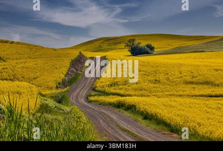 USA, Washington State, Palouse. Dirt road cutting through canola field Stock Photo