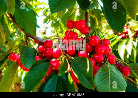 Cherries on the branch, Yakima, Washington State, USA. Stock Photo