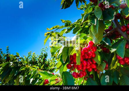 Cherries on the branch, Yakima, Washington State, USA. Stock Photo