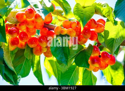 Cherries on the branch, Yakima, Washington State, USA. Stock Photo